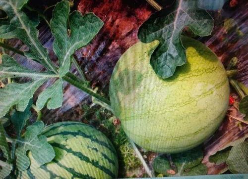 华星t信吃瓜,揭秘娱乐圈最新热点事件