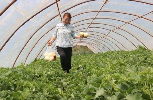 庆阳市吃瓜,品味民俗风情