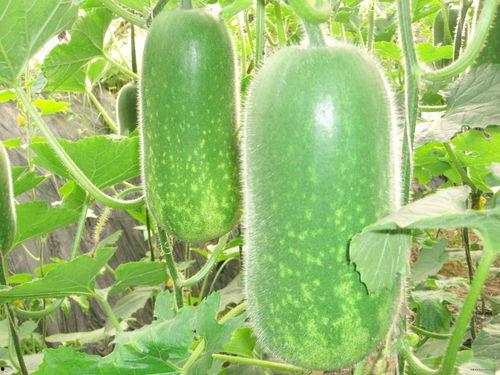 a b c吃瓜,a、b、c的神秘吃瓜之旅