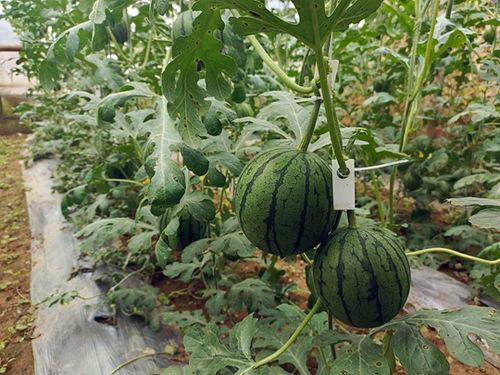 小瓜找瓜吃,一场与瓜果的甜蜜邂逅