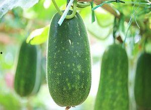 越吃越吃瓜,揭秘美食与娱乐的奇妙融合之旅