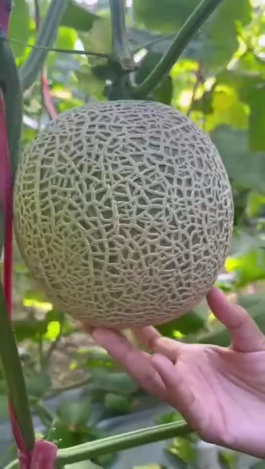 吃玲珑蜜瓜过敏