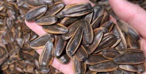 吃瓜的瓜是瓜子吗,瓜与瓜子的奇妙关系