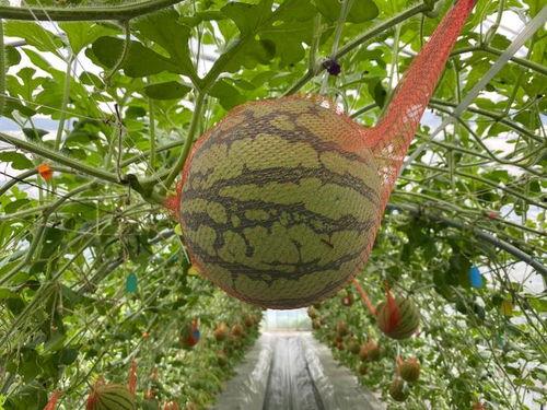 掰着吃的瓜,揭秘“掰着吃瓜”的独特魅力