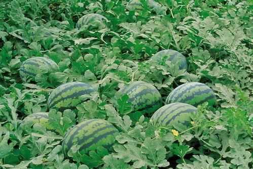 扬州大学吃瓜群,揭秘校园生活趣闻轶事