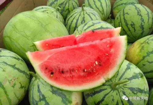 吃瓜找西瓜,揭秘如何从吃瓜中找到美味西瓜