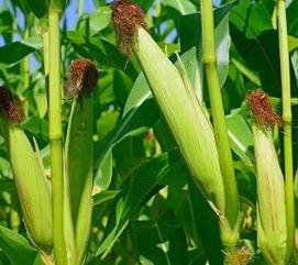 解说吃瓜的包谷,揭秘网络热词背后的趣味与智慧