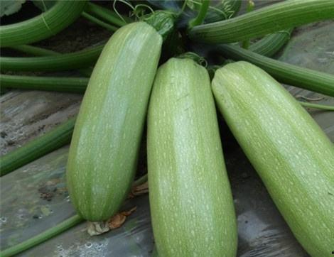 痛风吃小瓜好吗,助缓解症状