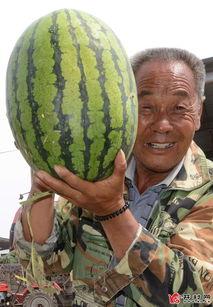 近期吃瓜热门新闻,揭秘近期网络热议事件背后的真相