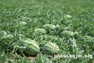 梦见沟里摘瓜吃瓜,沟里摘瓜的奇幻食旅