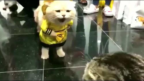 狸花猫吃瓜视频,萌态可掬，瓜果飘香