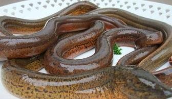 鳝鱼和京瓜能在一块吃吗,相容还是相克？探究两者搭配食用之谜