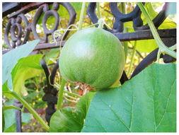 有瓜吃,揭秘“有瓜吃”背后的故事与魅力