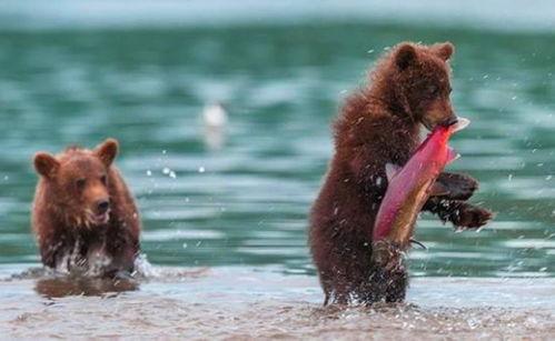 吃瓜小熊白鲸,揭秘海洋中的趣味生活