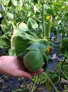 吃瓜专业论坛,网络舆论场上的“瓜田”风云