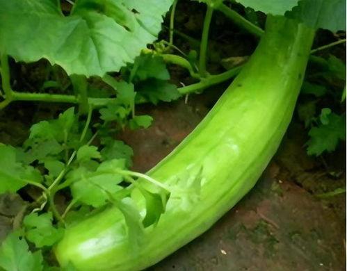 吃脆鲜瓜,尽享清凉美味之旅