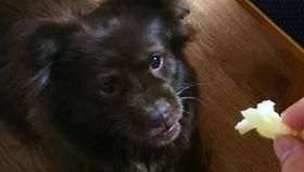 狗狗吃瓜丝,一场甜蜜的味蕾冒险