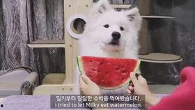 吃瓜萌宠物,揭秘宠物界的趣味生活