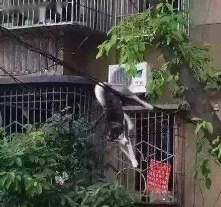 跳楼的时候吃瓜,围观群众竟在吃瓜？一幕引发社会热议