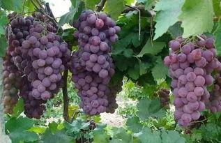 开心葡萄在线吃瓜,畅享夏日欢乐时光