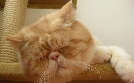 加菲猫吃哈密瓜,一场味蕾与视觉的盛宴